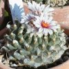 Turbinicarpus_panarottoi